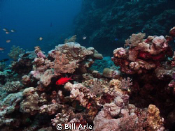Coral Sea.  Canon G-10.  Ikelite housing, strobes, dome. by Bill Arle 